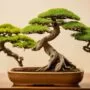 bonsai trees grow fast