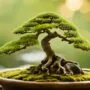 bonsai trees need anchors