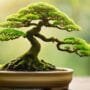 bonsai trees regain vitality