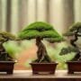 bonsai trees species selection