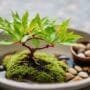 bonsai watering mistakes solved