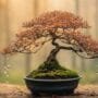 care for delicate trees
