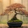 care for delicate trees