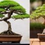 caring for bonsai pots