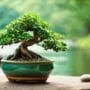 caring for bonsai trees