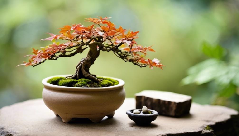 caring for deciduous bonsais