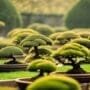 caring for miniature tree