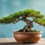 caring for small trees