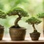 caring for small trees