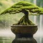 cascading water in bonsai