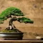 choosing ideal bonsai trees