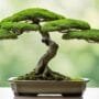 creating balanced tree forms