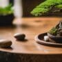 cultivating inner peace slowly