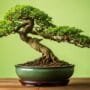 cultivating miniature chinese elms