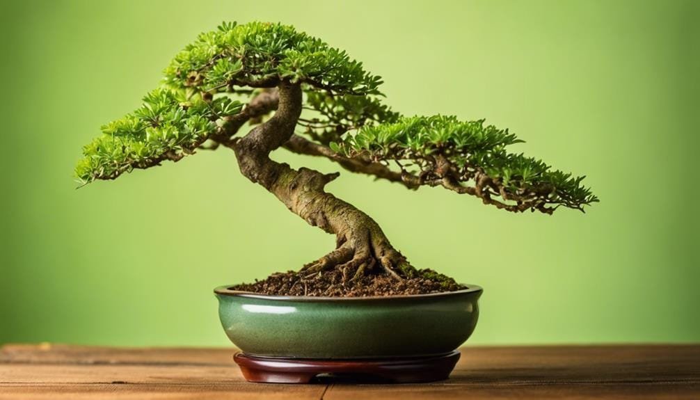 cultivating miniature chinese elms