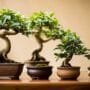 cultivating miniature ficus trees