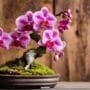 cultivating miniature orchid trees