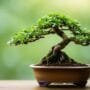 cultivating miniature tree art