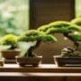 cultivating miniature tree perfection