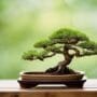 cultivating miniature trees successfully