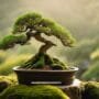 cultivating peaceful miniature landscapes