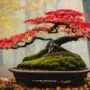 cultivating refined tree beauty