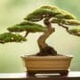 cultivating small tree perfection