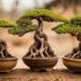 delicate trees for experts