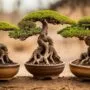 delicate trees for experts