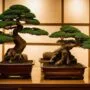 designing a bonsai showcase