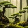 diverse bonsai tree styles