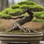 dramatic over the edge bonsai style