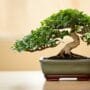 easy bonsai for beginners