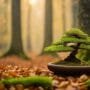 embracing nature s changing forms