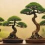 environmental factors affect bonsai
