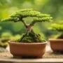 environmentally friendly bonsai care