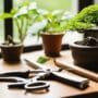 essential tools for bonsai