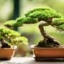 evaluating nursery bonsai quality