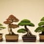 exotic miniature tree varieties