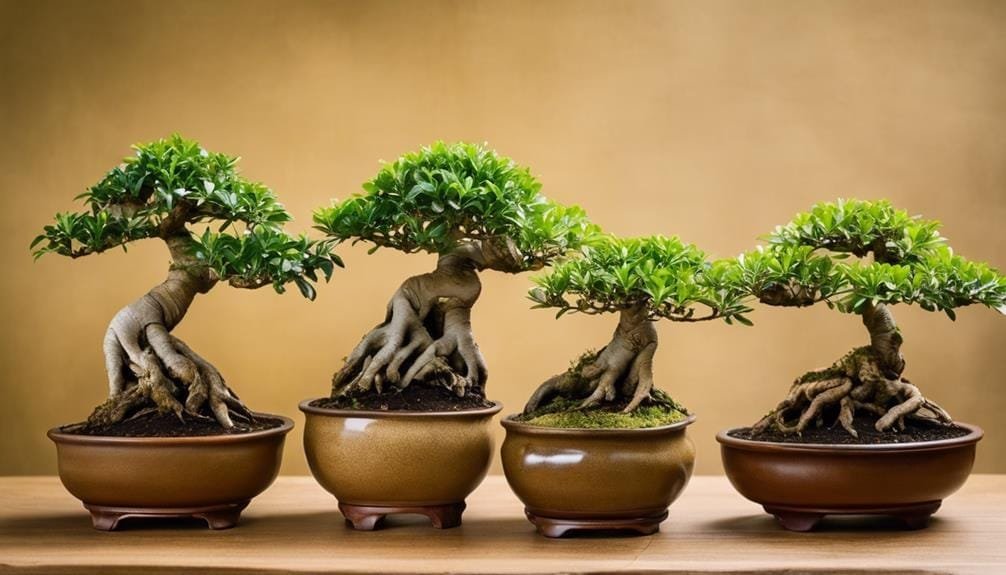 ficus bonsai design options