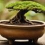 gentle root pruning needed
