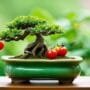 growing miniature fruit trees