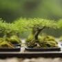 growing miniature trees easily