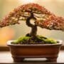 growing trees from seeds