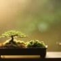heat for bonsai roots