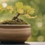 identifying ideal bonsai branches