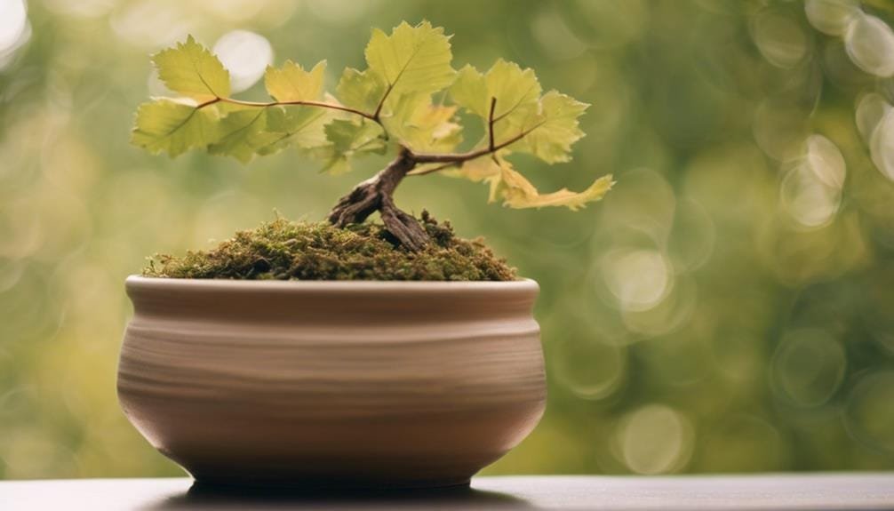identifying ideal bonsai branches
