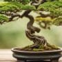 improving air around trees