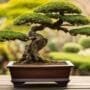 learn bonsai care skills