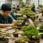 learn bonsai from experts